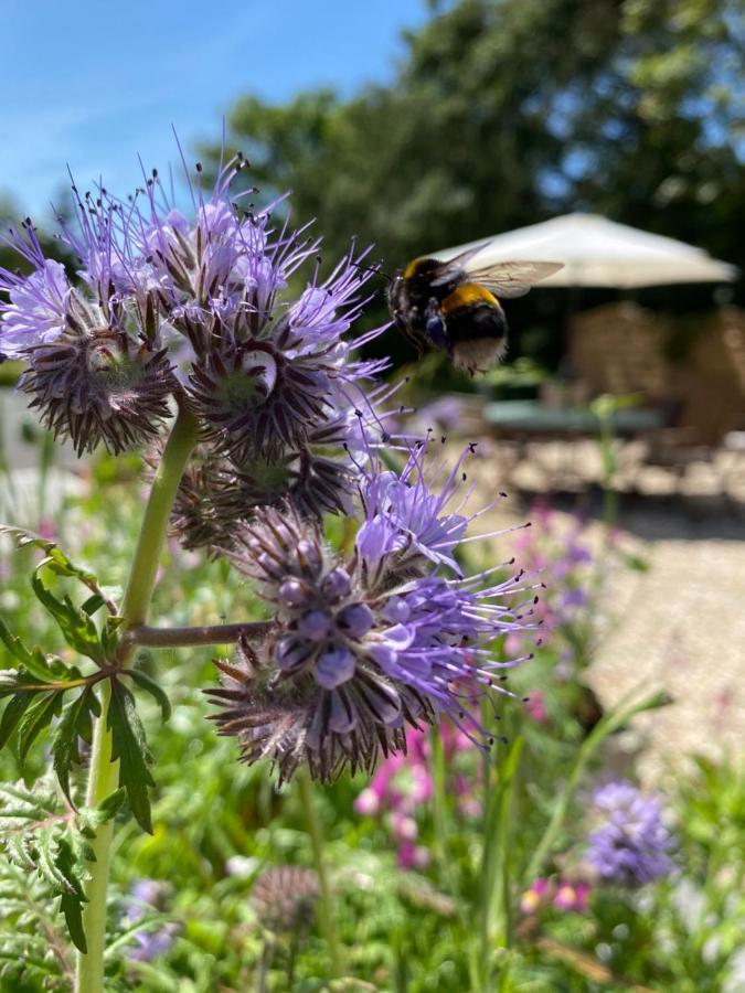 Toppesfield House B&B Bude Buitenkant foto