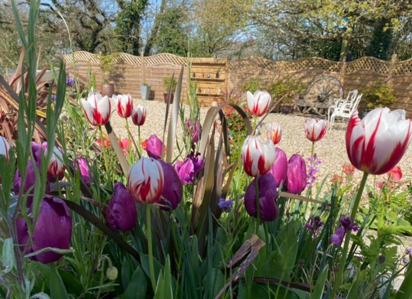Toppesfield House B&B Bude Buitenkant foto