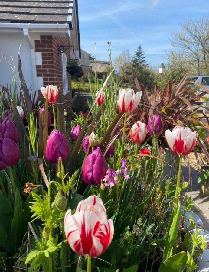 Toppesfield House B&B Bude Buitenkant foto